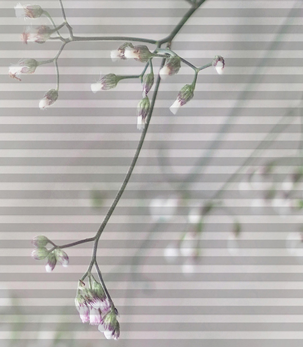 Detailansicht DUETTE® Ast von rechts oben 2726 A003