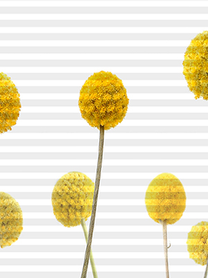 Preview DUETTE® Trommelblume 2744 A001 0